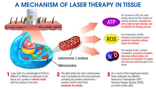 mechanism of light therapy in tissue
